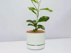 Hoya Australis Australian Native Indoor Plant- Pot + Plant + Soil -Plants in a Box Sales Shop HoyaCarnosaFogPot single 310b8e63 1579 4607 bfa8 f5ade0bef496