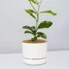 Hoya Gift Box - White Pot -Plants in a Box Sales Shop HoyaCarnosaLinenPot single cd68bc46 430f 44f4 97c8 56216a93ad72