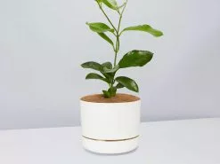 Hoya Gift Box - White Pot
