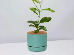 Hoya Australis Australian Native Indoor Plant- Pot + Plant + Soil -Plants in a Box Sales Shop HoyaCarnosaMossPot single 8b940826 555f 4161 8cc2 0d304588ca5a