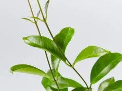 Hoya Gift Box - White Pot -Plants in a Box Sales Shop HoyaCarnosaPink detail 02a8dd1a d8f9 4a23 b145 4220aa668349