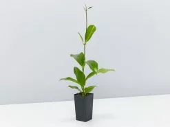 Plant-less Human Box - 8 Assorted Houseplants 26 Plant-less Human Box - 8 Assorted Houseplants -Plants in a Box Sales Shop HoyaCarnosaPink single 6de44bd0 9053 4e71 98cd 183b7b148f4b