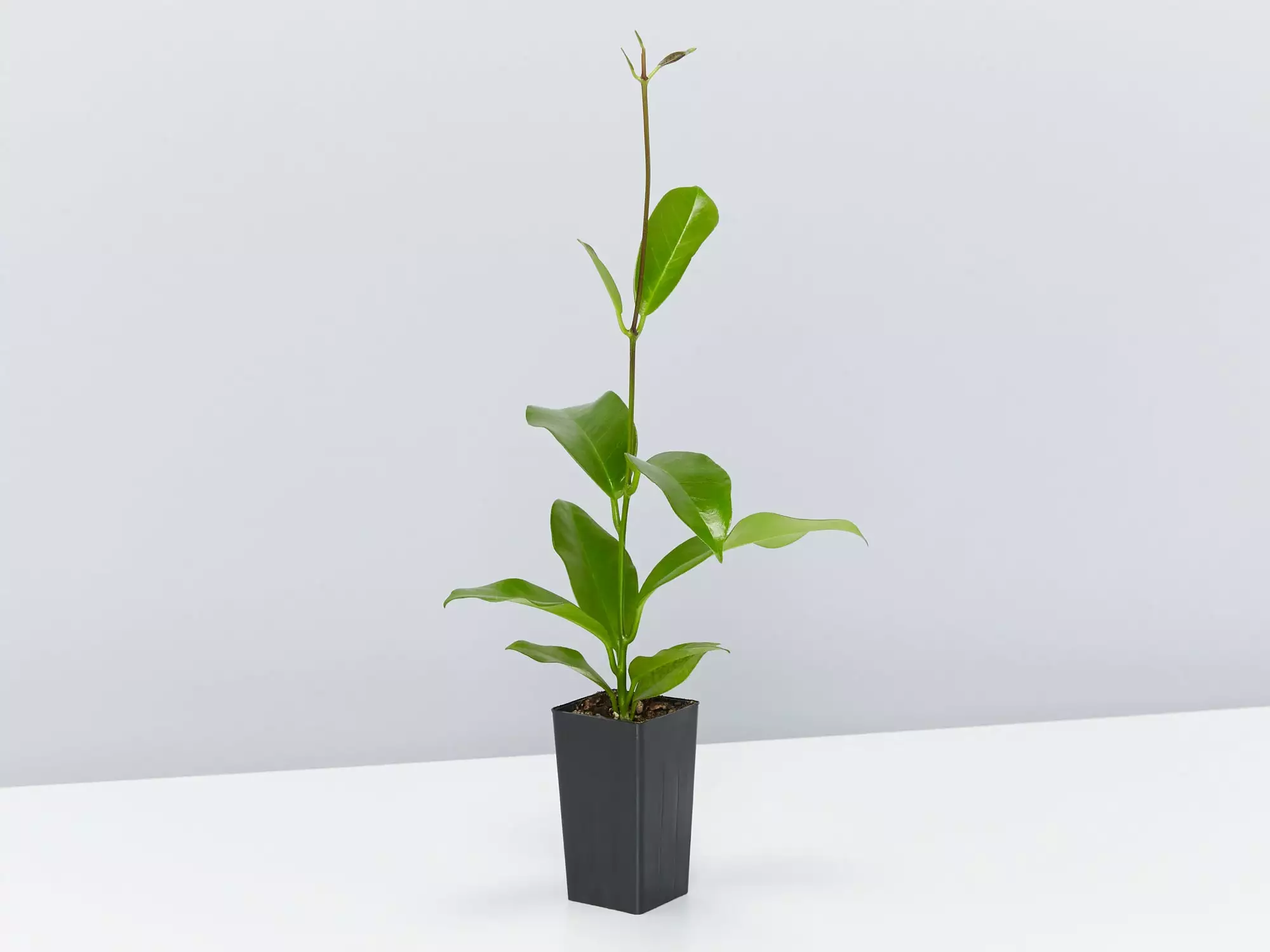 Plant-less Human Box - 8 Assorted Houseplants 14 Plant-less Human Box - 8 Assorted Houseplants - Image 12