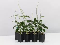 Hoya Coronaria Red Wax Flower