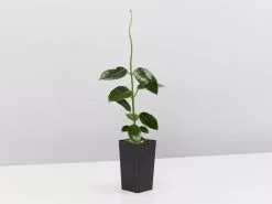 Hanging Basket Pack - Indoor Assorted 10 Hanging Basket Pack - Indoor Assorted -Plants in a Box Sales Shop HoyaCoronariaRed single 1080x 1d774e78 549f 4f80 b734 919b91898ad6