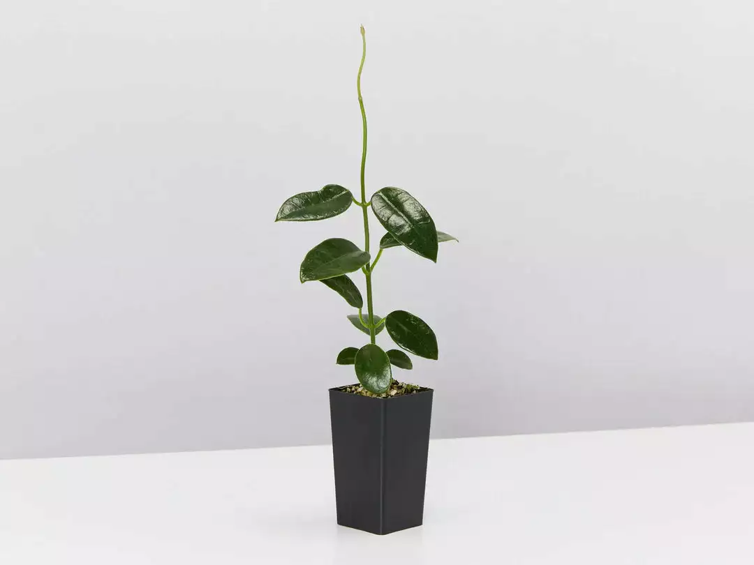 Hanging Basket Pack - Indoor Assorted 5 Hanging Basket Pack - Indoor Assorted - Image 3