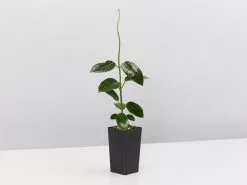 Hoya Coronaria Red Wax Flower -Plants in a Box Sales Shop HoyaCoronariaRed single 7e6ef151 42a7 4d06 a496 d9e59b630206