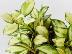 Hoya Heuschkeliana Variegata - Wax Plant 85mm 6 Hoya Heuschkeliana Variegata - Wax Plant 85mm -Plants in a Box Sales Shop HoyaHeuschkeliahaVariegated85 detail