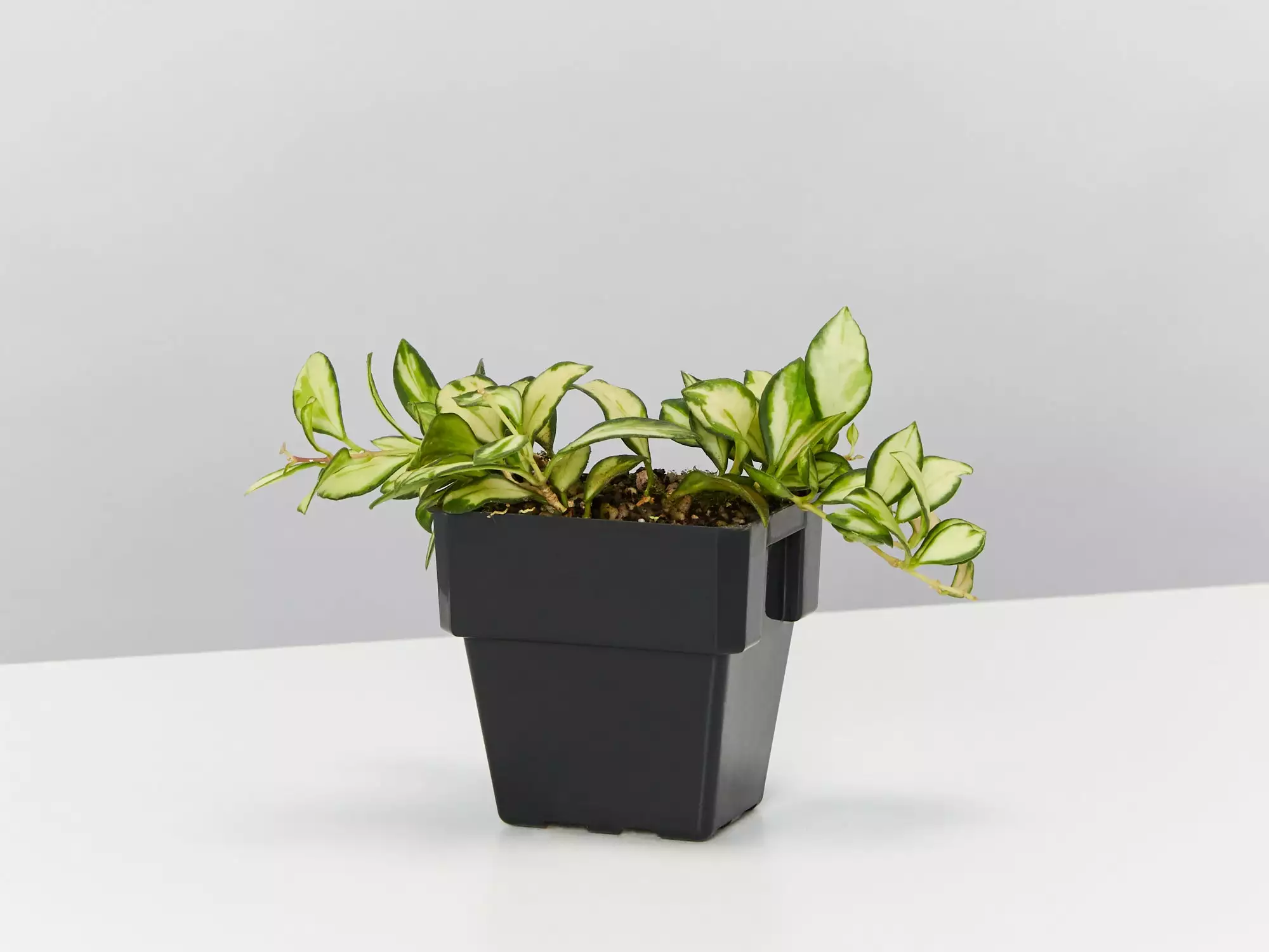 Hoya Heuschkeliana Variegata - Wax Plant 85mm 3 Hoya Heuschkeliana Variegata - Wax Plant 85mm