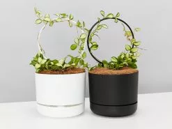 Hoya Gift Box - Includes Pot + Plant Stake + Soil -Plants in a Box Sales Shop HoyaHeuschkelianaVariegatedBlackWhitePotBlackWhiteSteak group