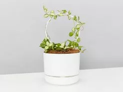 Hoya Gift Box - Includes Pot + Plant Stake + Soil -Plants in a Box Sales Shop HoyaHeuschkelianaVariegatedWhitePotWhiteSteak Pack