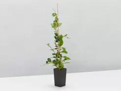 Special Hoya Assorted Plant Pack -Plants in a Box Sales Shop HoyaHeuschkeliana single