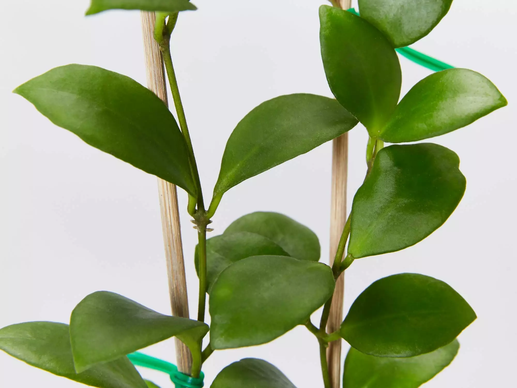 Hoya Heuschkeliana 4 Hoya Heuschkeliana - Image 2