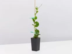 Assorted Hoya Plant Box 11 Assorted Hoya Plant Box -Plants in a Box Sales Shop HoyaHeuschleeliana single 1080x f3677a26 22a5 47e1 a23c bc72e17717bd