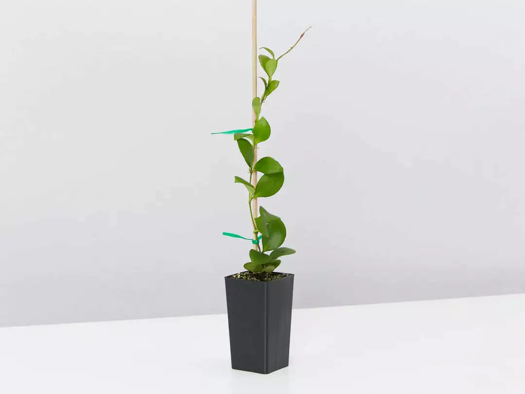 Assorted Hoya Plant Box 6 Assorted Hoya Plant Box - Image 4