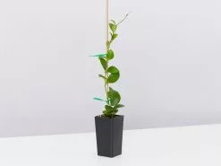 Hoya Heuschkeliana 8 Hoya Heuschkeliana -Plants in a Box Sales Shop HoyaHeuschleeliana single fbc320a5 48e4 4bf7 8f97 273214ab4aad