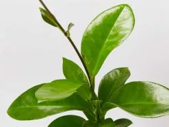 Hoya Gift Box - White Pot -Plants in a Box Sales Shop HoyaLarge detail 1b06d9ee e0a9 42bf 802f 1e04d0da246c