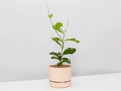 Hoya Australis Australian Native Indoor Plant- Pot + Plant + Soil -Plants in a Box Sales Shop HoyaMediumPlasticPotAppricot single bb0fcf01 ecfd 43f2 8ded 0c9811fcfa57