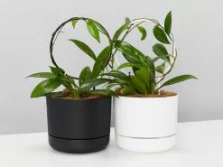 Hoya Gift Box - Includes Pot + Plant Stake + Soil