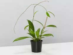 Hoya Pubicalyx - Pot + Plant + Soil -Plants in a Box Sales Shop HoyaPublicalySilver SINGLE