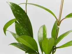 Hoya Pubicalyx - Pot + Plant + Soil -Plants in a Box Sales Shop HoyaPublicalySilver detail