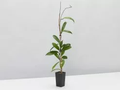 Special Hoya Assorted Plant Pack -Plants in a Box Sales Shop HoyaRedButtons single