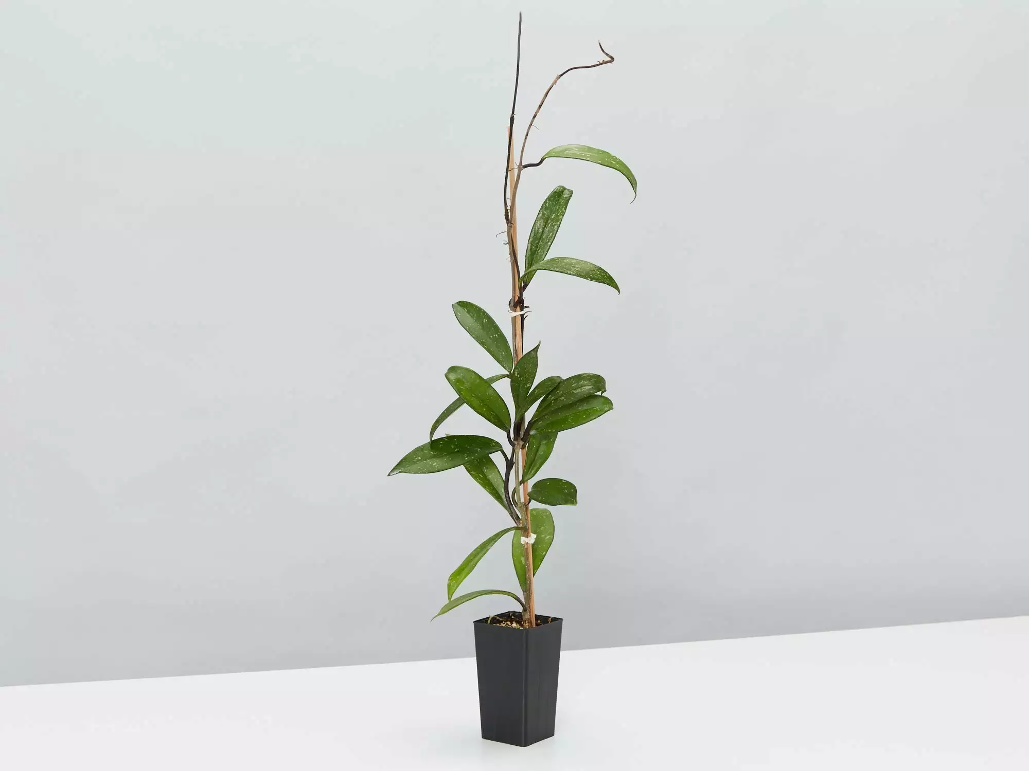 Hoya Pubicalyx 5 Hoya Pubicalyx - Image 3