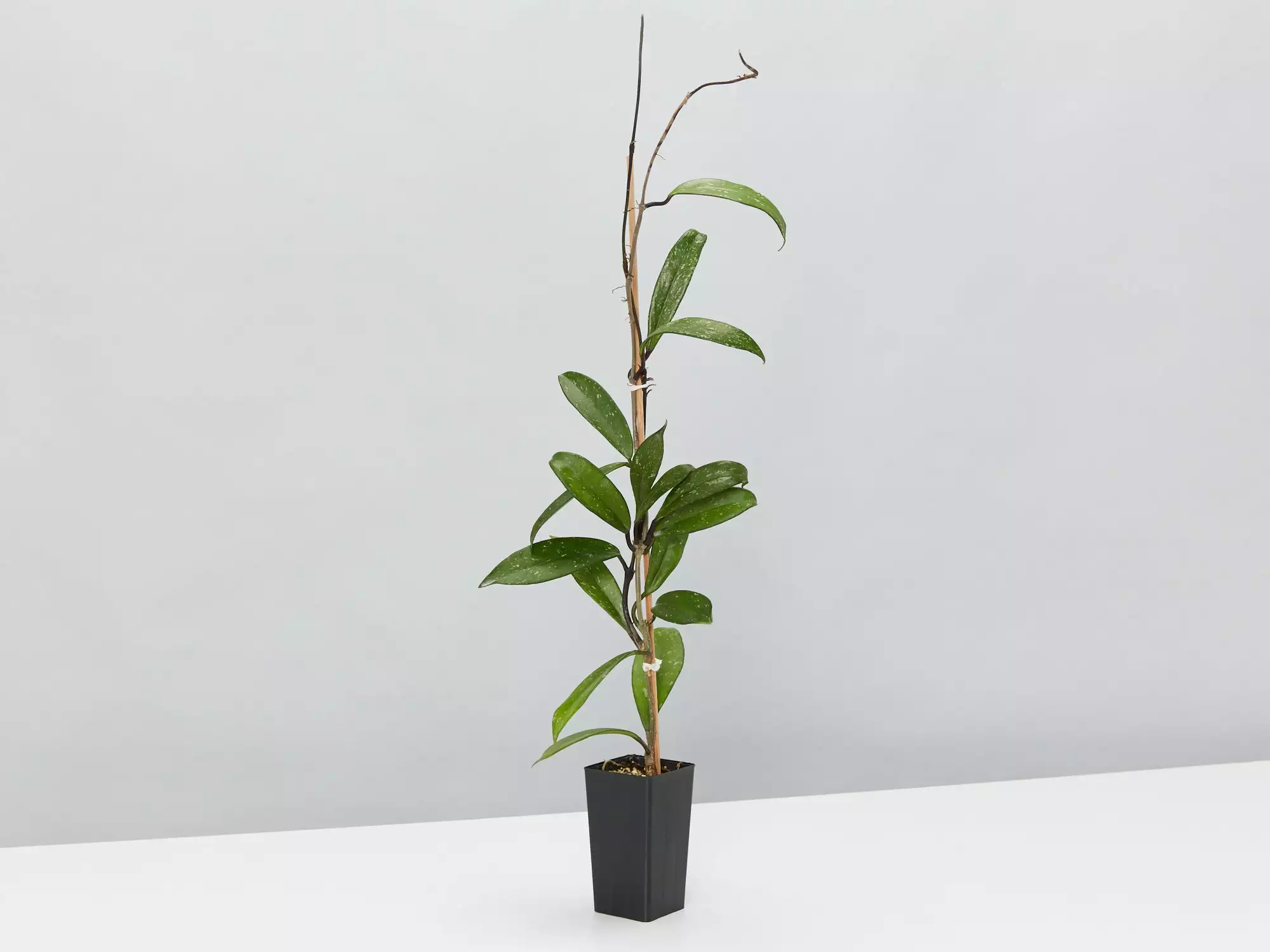 Assorted Hoya Plant Box 4 Assorted Hoya Plant Box - Image 2