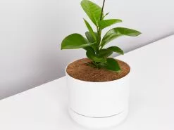 Hoya Australis Australian Native Indoor Plant- Pot + Plant + Soil