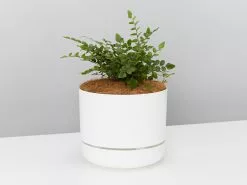 Fern Gift Box - Pot + Plant + Soil 34 Fern Gift Box - Pot + Plant + Soil -Plants in a Box Sales Shop HumataTyermaniiFernMrKitlyWhite single