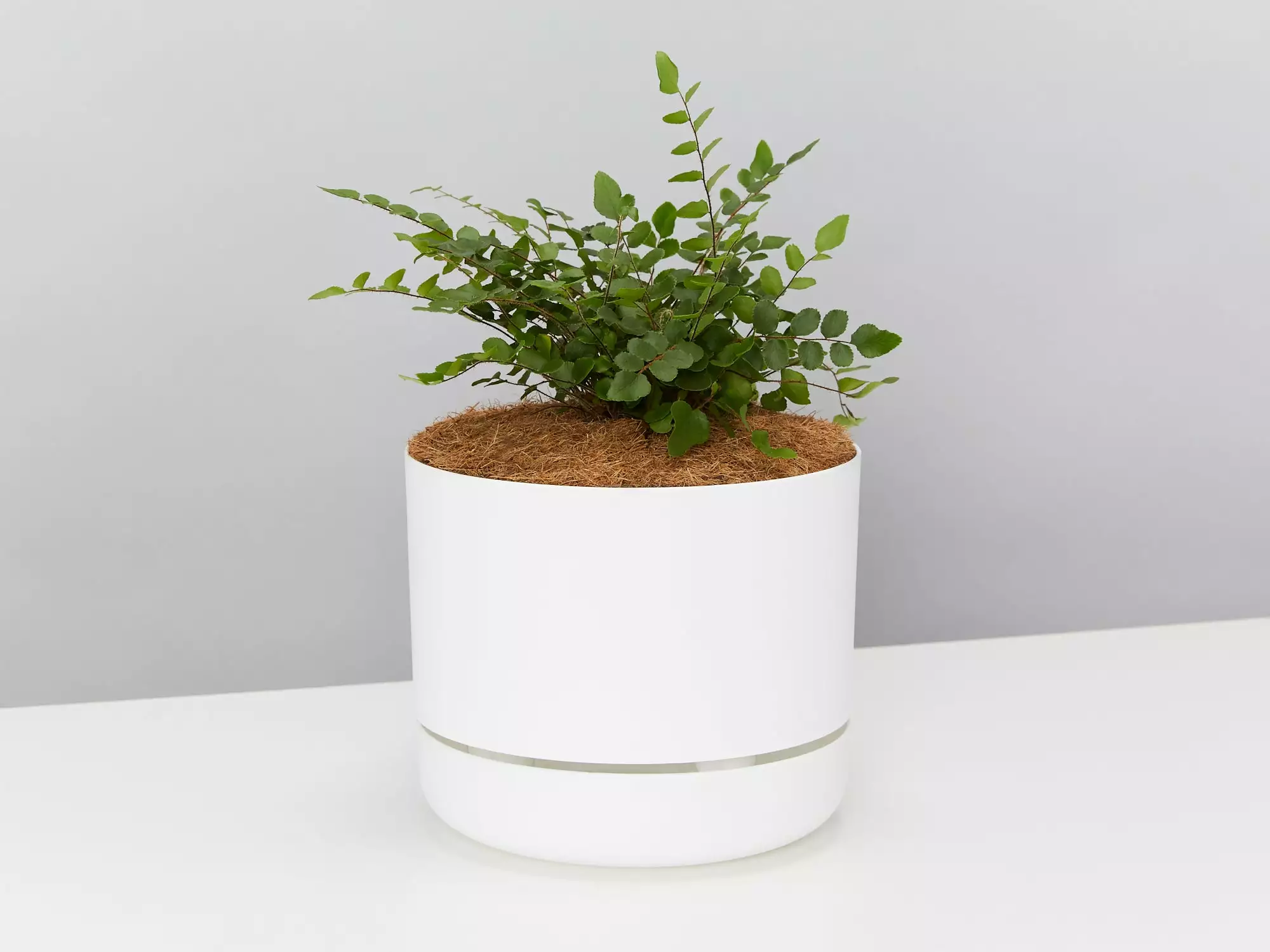 Fern Gift Box - White Pot 7 Fern Gift Box - White Pot - Image 5