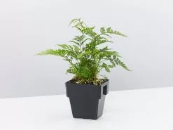 White Rabbits Foot Fern - 85mm -Plants in a Box Sales Shop HumataTyermanniiWhiteFootFern single