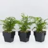 White Rabbits Foot Fern - 85mm -Plants in a Box Sales Shop HumataTyermanniiWhiteFootFernt 3plants