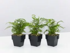 White Rabbits Foot Fern - 85mm