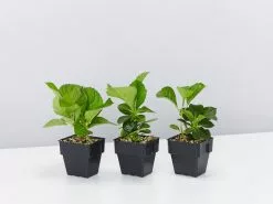 Hydrangea Mixed - 85mm