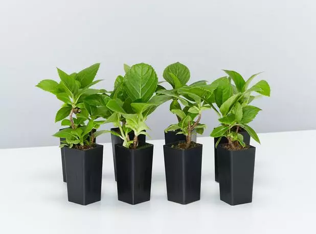 Hydrangea Macrophylla 3 Hydrangea Macrophylla