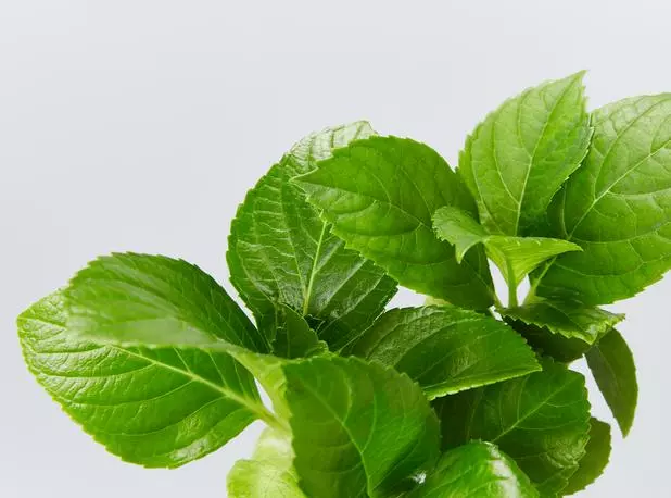 Hydrangea Macrophylla 5 Hydrangea Macrophylla - Image 3