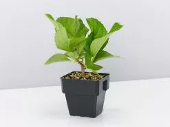 Hydrangea Mixed - 85mm -Plants in a Box Sales Shop HydrangeaMixed single 3f40fdbc d33f 4976 ab46 57a716a5311c