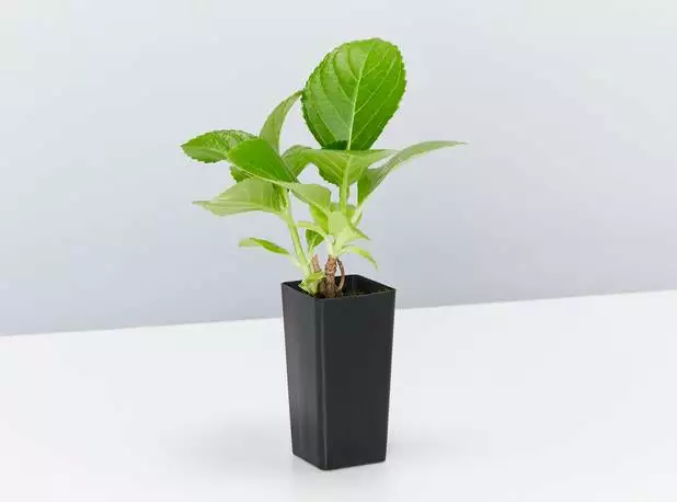 Hydrangea Macrophylla 6 Hydrangea Macrophylla - Image 4