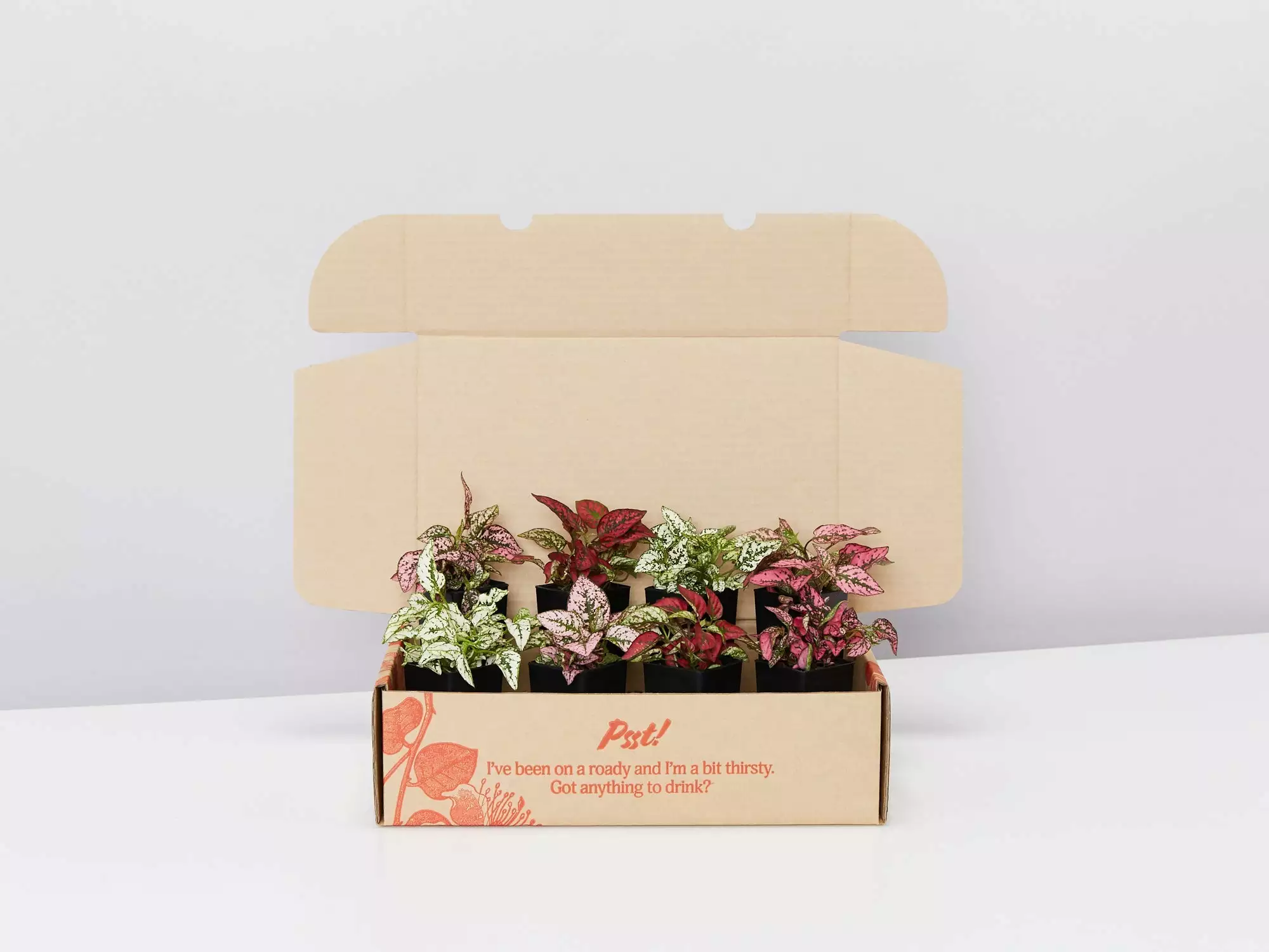 Hypoestes Splash Assorted Mix 7 Hypoestes Splash Assorted Mix - Image 5