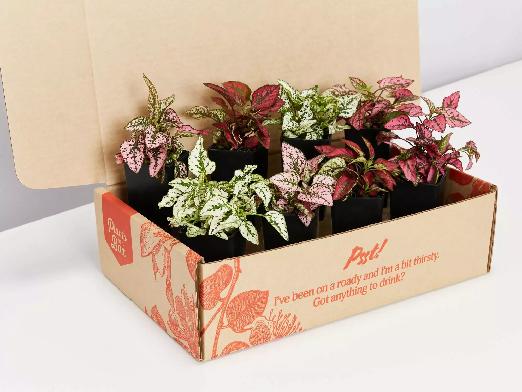 Hypoestes Splash Assorted Mix 3 Hypoestes Splash Assorted Mix