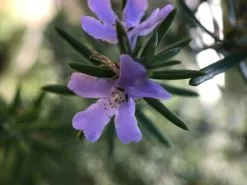 Westringia Wynyabbie Gem -Plants in a Box Sales Shop IMG 5530 9852b7e9 e973 4533 8ca7 2155872aa1f2
