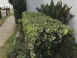 Metrosideros Spring Fire 13 Metrosideros Spring Fire -Plants in a Box Sales Shop IMG 0008 a830ae42 a01e 4f73 bdd6 338b0d021480