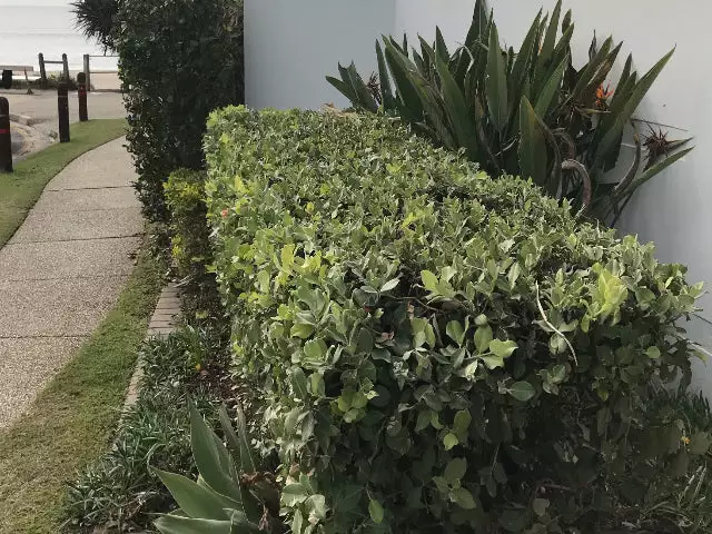 Metrosideros Spring Fire 7 Metrosideros Spring Fire - Image 5