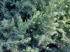 Juniperus Conferta 10 Juniperus Conferta -Plants in a Box Sales Shop IMG 0009 ddfa7104 751c 406f a732 2c1c8412b99e