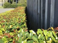 Syzygium Resilience Lilly Pilly Hedging Pack - Best Seller -Plants in a Box Sales Shop IMG 0013 f41dfd64 7c73 4f2b 8602 bee299d17e61