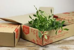 Pandorea Jasminoides Alba -Plants in a Box Sales Shop IMG 0015 6f30bfa6 d226 4657 b8ba 54890b0f18db