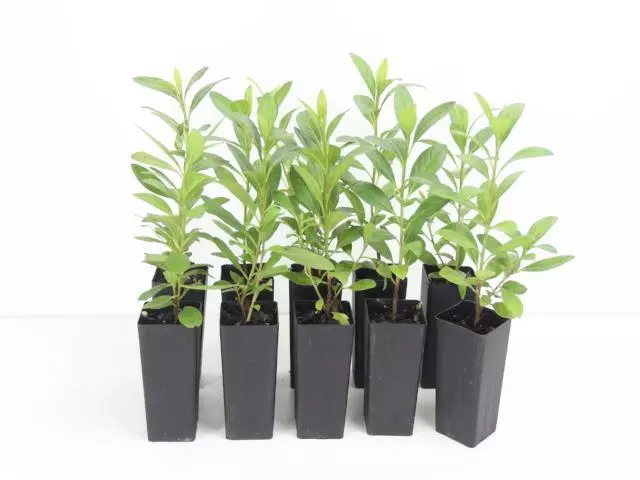 Azalea Gretel 3 Azalea Gretel