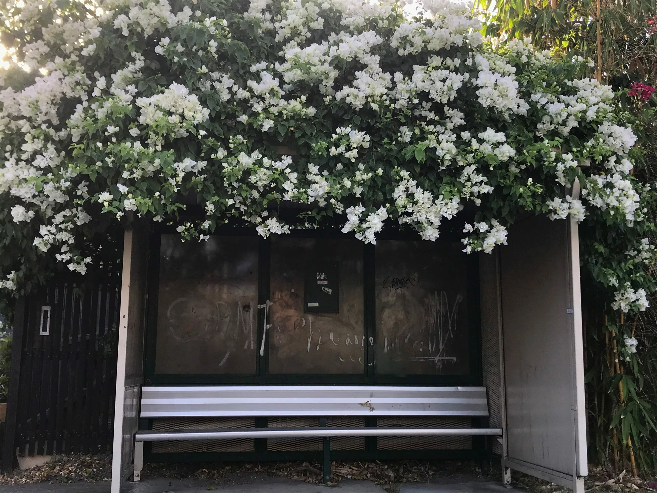 Bougainvillea White Cascade - 85mm 4 Bougainvillea White Cascade - 85mm - Image 2