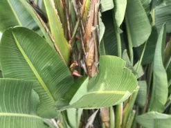 Strelitzia Nicolai Giant 'White Bird Of Paradise' -Plants in a Box Sales Shop IMG 0096 7642e343 7b33 42f3 b57a d13b6d88e363